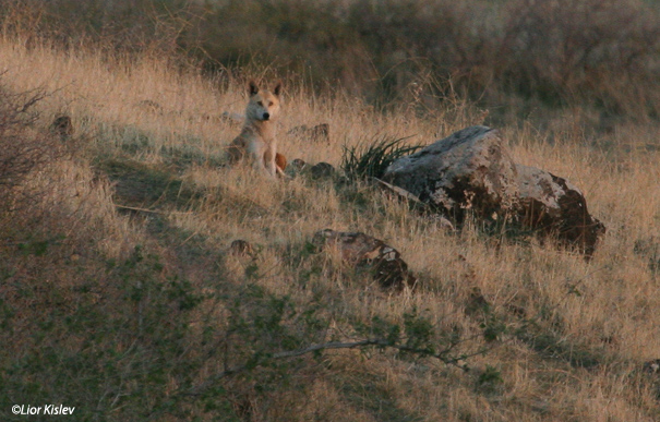  זאב Wolf  Canis lupus                                                                 מופע בהיר  רמות ,רמת הגולן נובמבר 2006                              